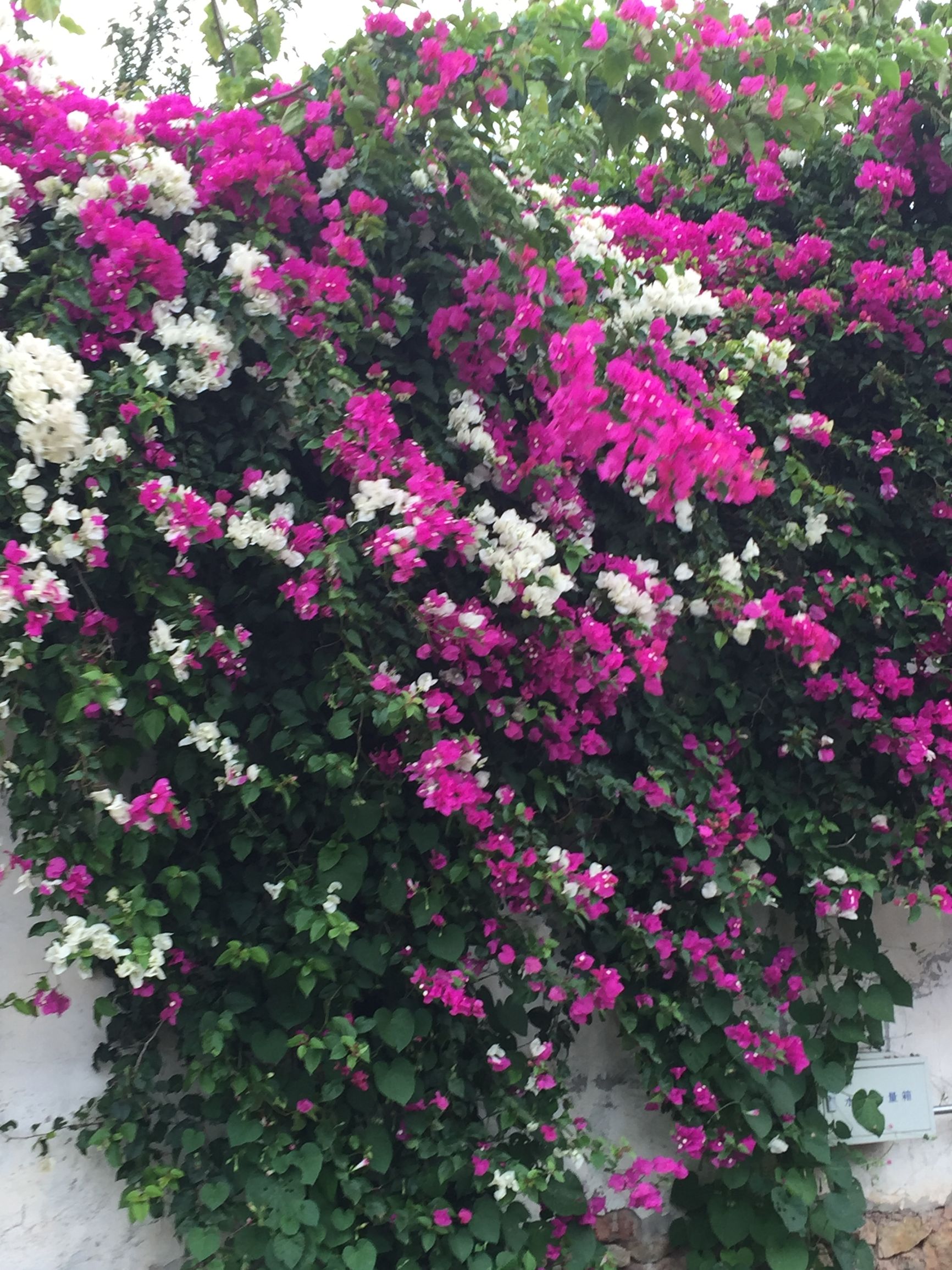 这个国庆长假，难忘大理洱海小岛上那个农家小倌的炖鸡汤