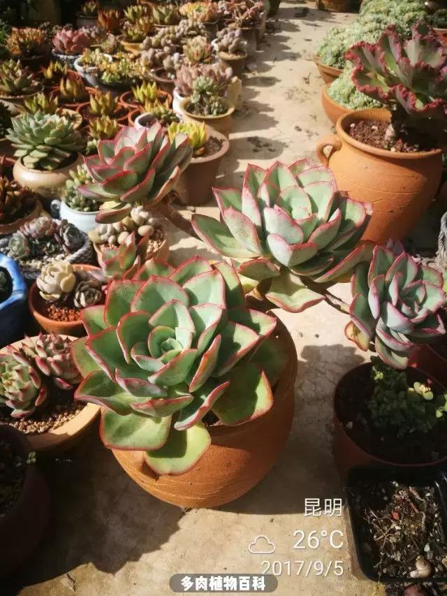 夕阳西下,养多肉的人没有在天涯,在家!