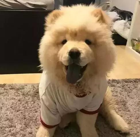 中华田园犬在其他国家是名犬吗,中华田园犬八大名犬国家保护动物