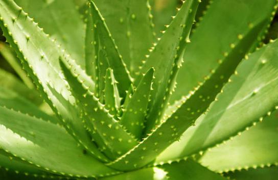 如何自制芦荟面膜自制芦荟面膜轻松补水保湿美白祛斑