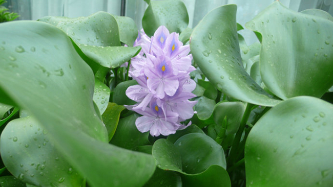 马未都八棱葫芦,水葫芦马未都视频