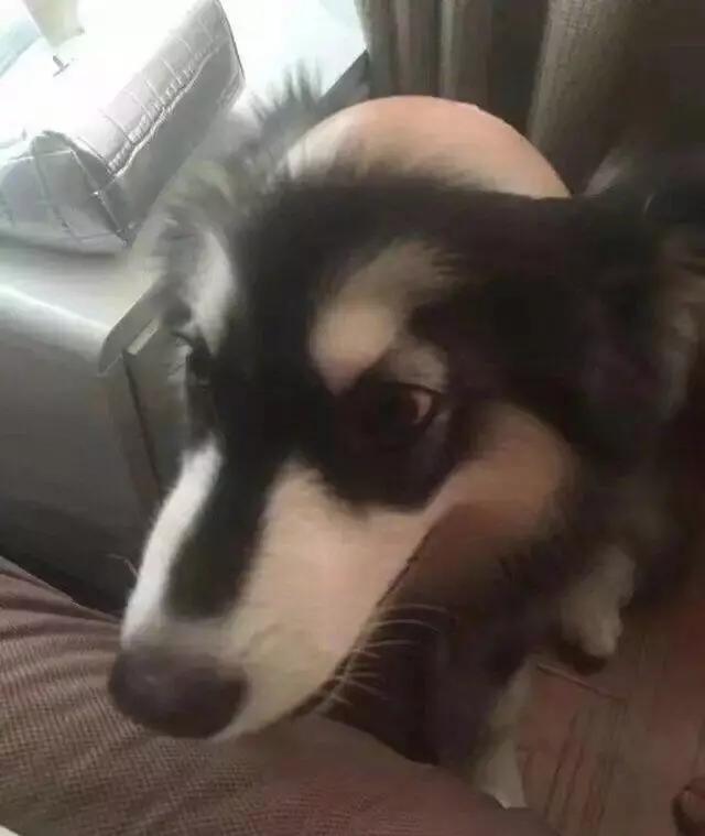 半夜醒来看到二哈放大的脸,女主一觉起来发现二哈变成了秃头