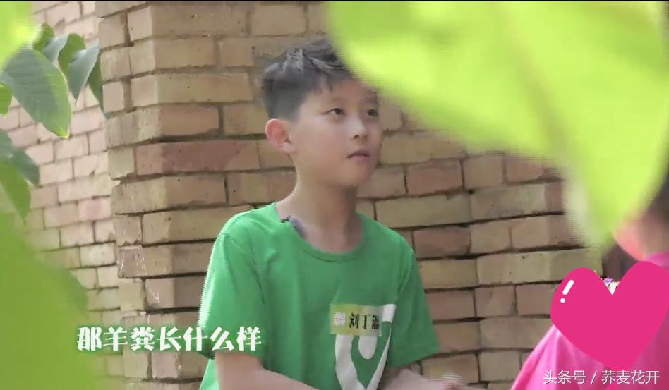 红豆的毒性有多大,红豆毒性是什么