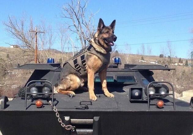 警犬训练视频德国牧羊犬,德国牧羊犬训练视频教程全集