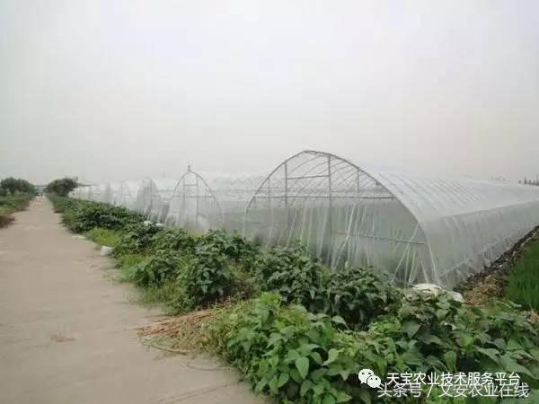 选防虫网啥样的效果最好,防虫网选择技巧