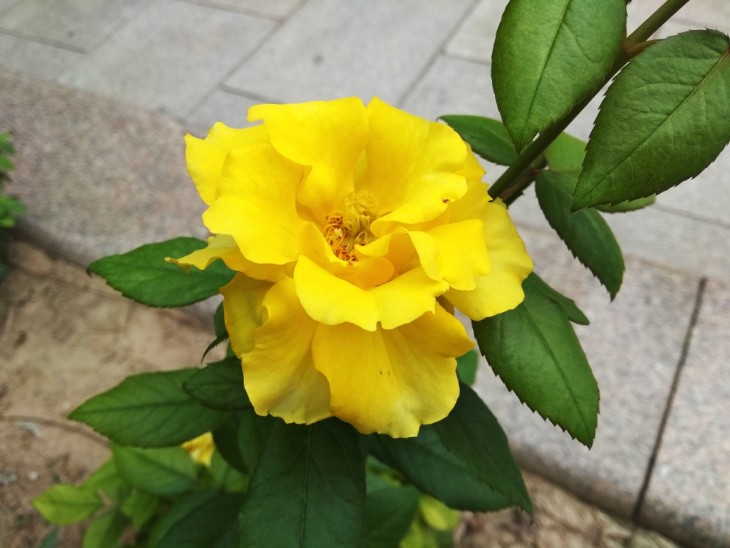 荣耀v9支持王者荣耀高帧率模式,荣耀v9play吃鸡画质