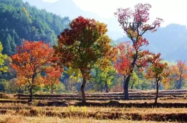 今日“白露”，为了健康，南安人应该怎么做？（附视频）