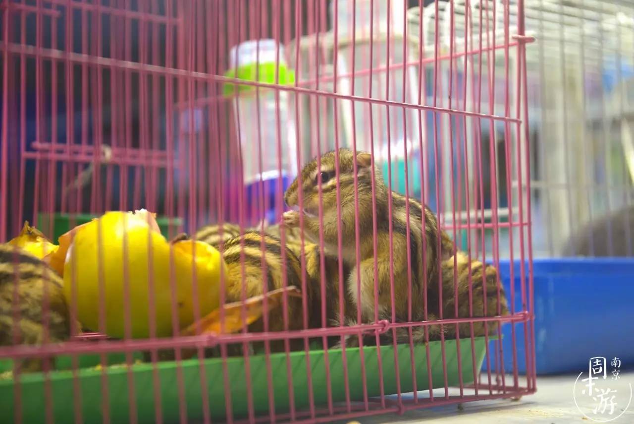 逛花鸟鱼虫市场的视频,南京花鸟鱼虫市场