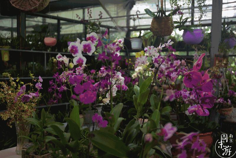 南京市最大的花鸟鱼虫市场在哪里,逛花鸟鱼虫市场的视频