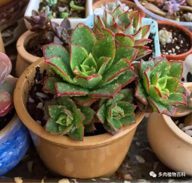 11岁小肉友的投稿：当多肉遇见盛夏的那场雨