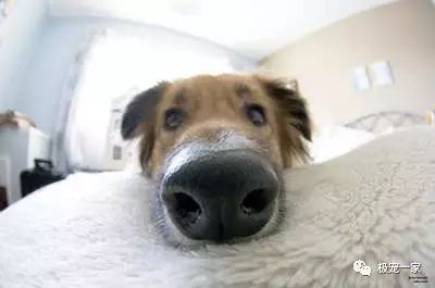 宠物交易骗局视频大全,宠物售卖骗局套路