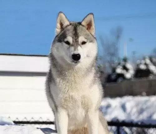 哈士奇刷新了我对二哈的认知,这只哈士奇颠覆了我对二哈的看法