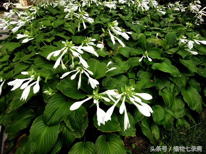 玉簪怎么养护,玉簪的养护方法