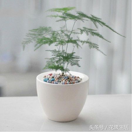 教师节送给老师的简单手工花,教师节晚上送老师花为啥不要