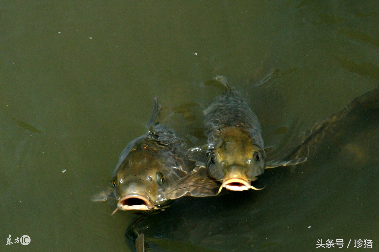 网箱养鱼技术规程之网箱固定,甲鱼网箱养殖管理技术规程