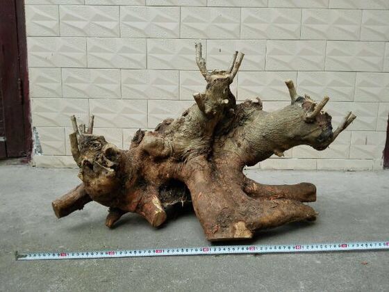 上山挖盆景树桩注意事项,山上挖什么树桩做盆景好呢