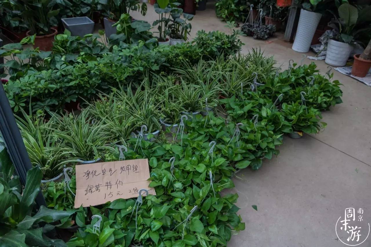 南京花鸟鱼虫市场,逛遍市场