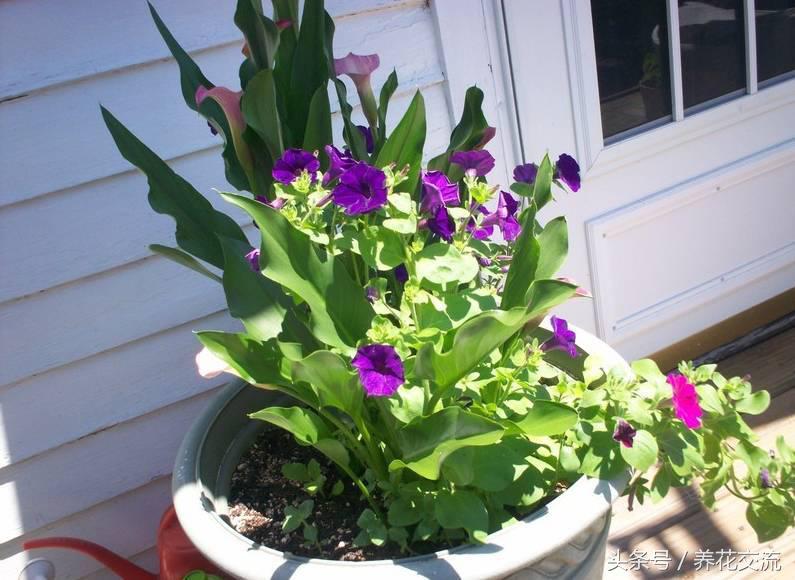 在室内养一些彩虹般的马蹄莲，每天看着心情都会变好