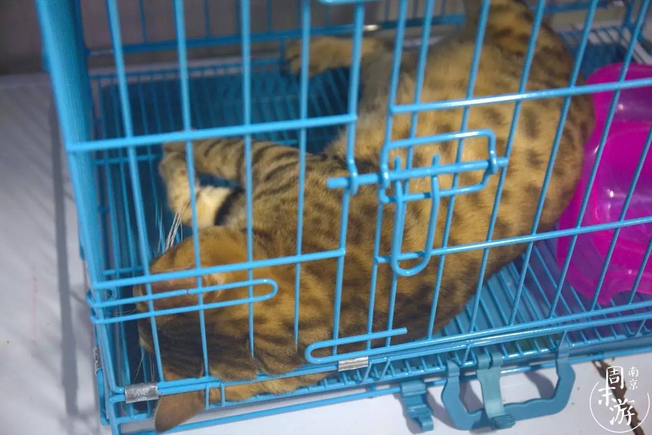 南京有几个花鸟鱼虫市场,南京湿地公园花鸟鱼虫市场在哪里