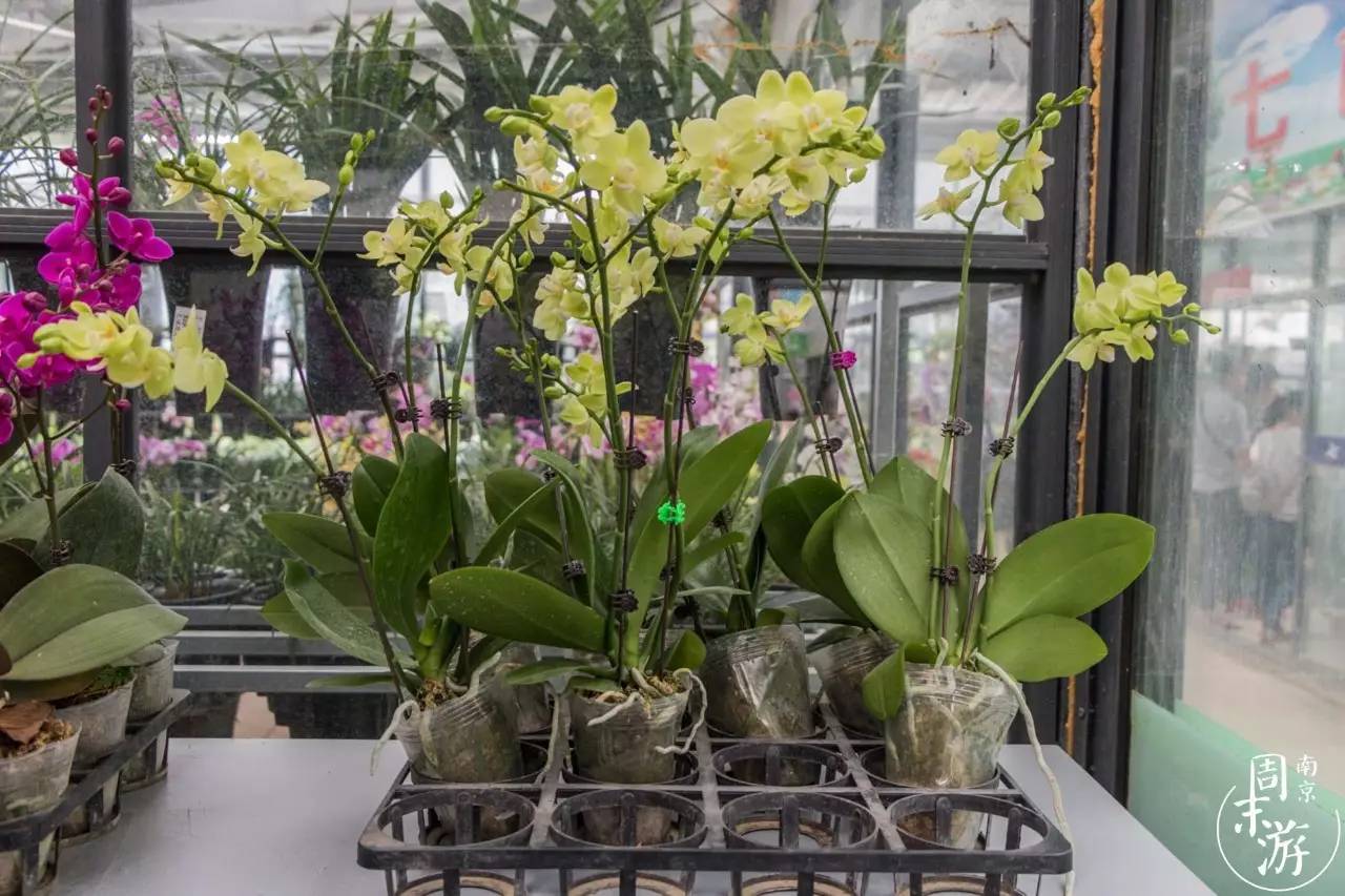 南京花鸟鱼虫市场,南京最大的花鸟虫市场