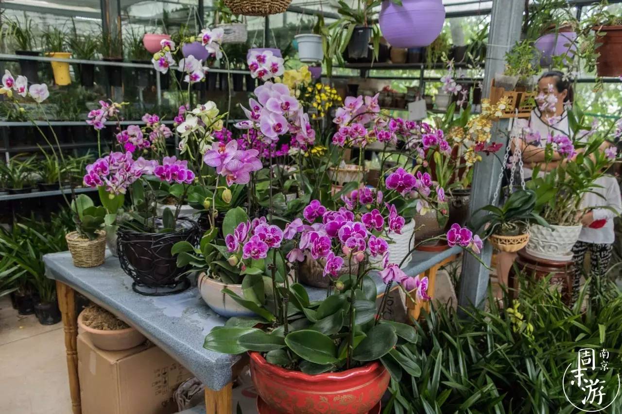 南京有几个花鸟鱼虫市场,南京湿地公园花鸟鱼虫市场在哪里