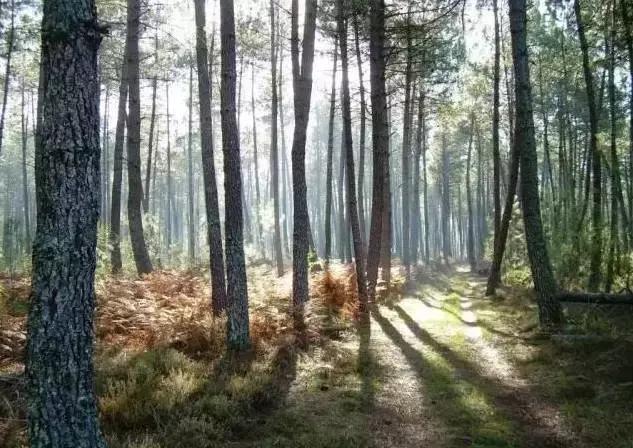 号称“澳洲美白丸”的玫瑰果胶囊，真的能让你变白一个度？！