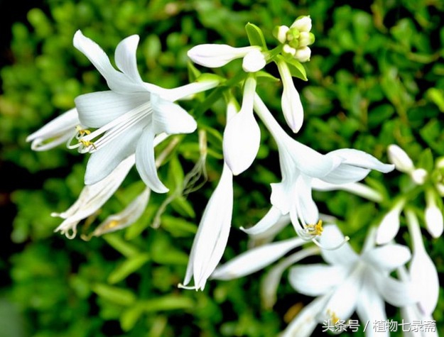 玉簪怎么养护,玉簪的养护方法