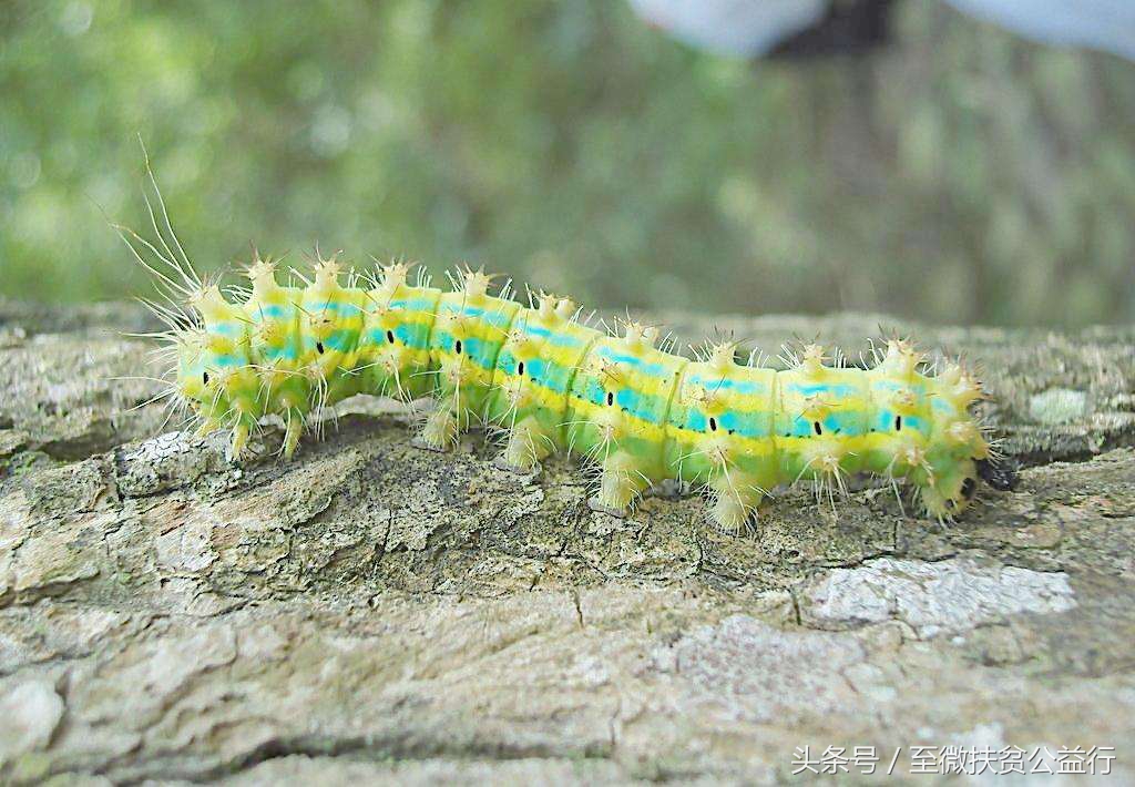 农村动物界的“四大天王”!招惹它们定会让你痛不欲生!