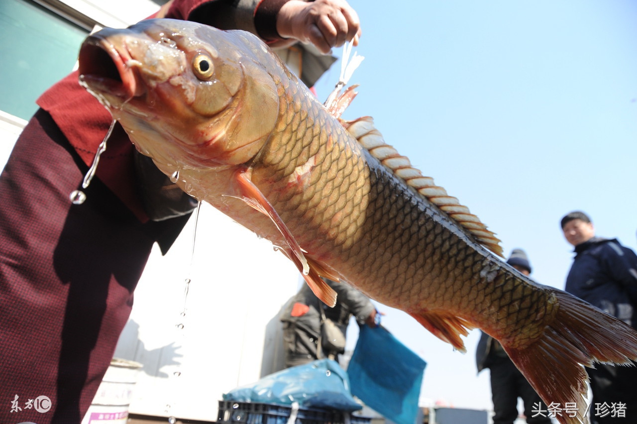 网箱养鱼技术规程之网箱固定,甲鱼网箱养殖管理技术规程