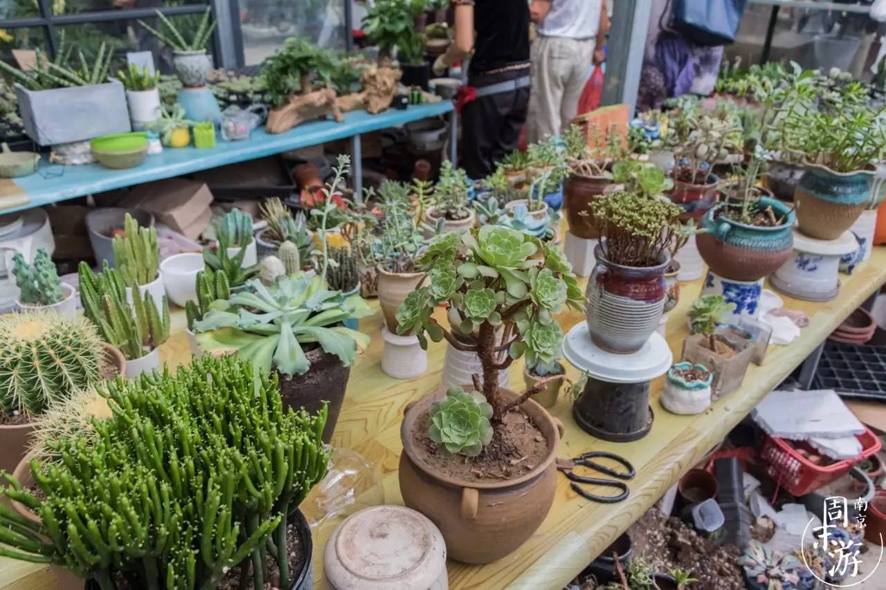 逛各种花鸟市场,南京花鸟鱼虫市场失火