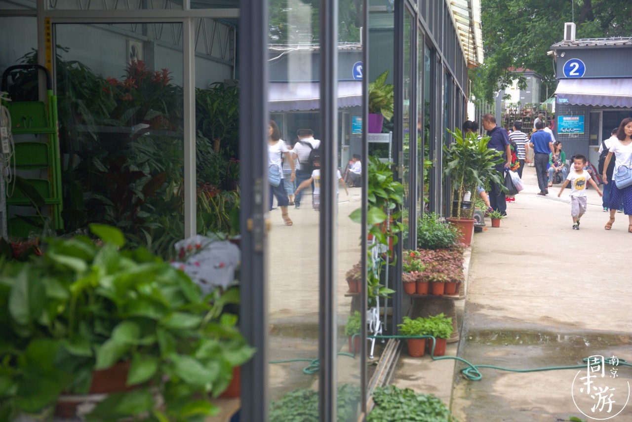 南京市最大的花鸟鱼虫市场在哪里,逛花鸟鱼虫市场的视频