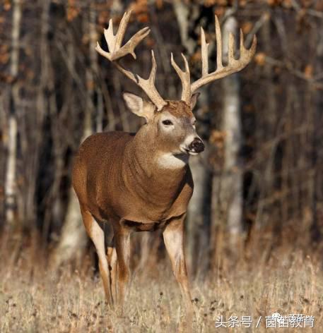 有趣的动物二年级口语交际猫,二年级作文有趣的动物200字左右