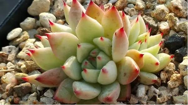 韩国多肉好卖吗,韩国奶酪多肉与国内区别