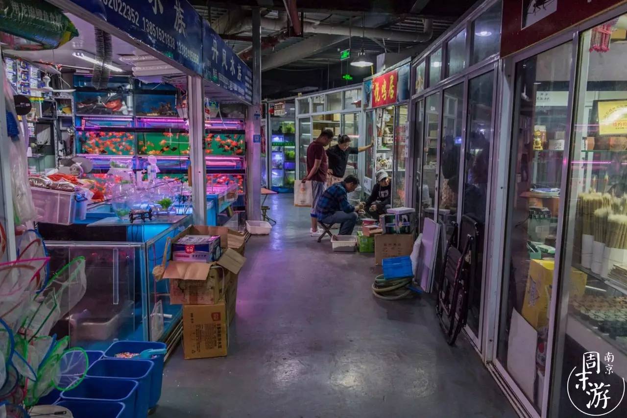 逛花鸟鱼虫市场的视频,南京花鸟鱼虫市场
