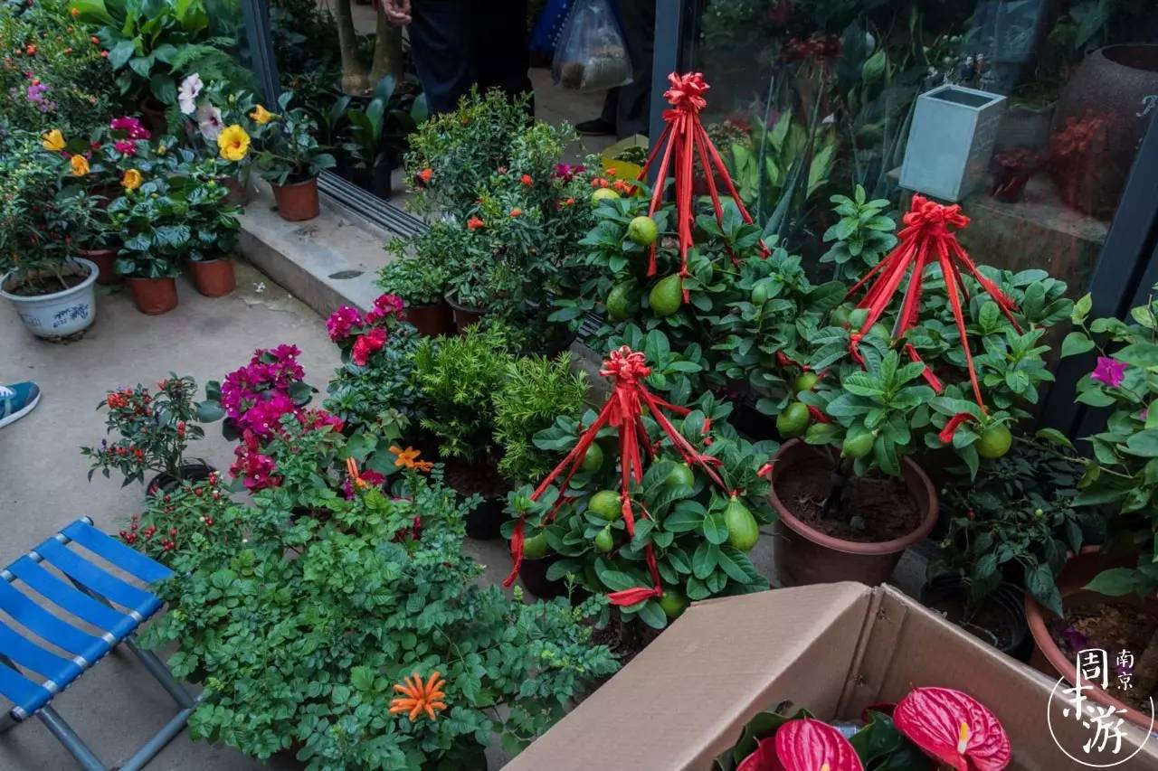 逛花鸟鱼虫市场的视频,逛各种花鸟市场