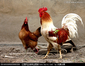 姘村ⅷ鍗佷簩鐢熻倴姣忓ぉ杩愬娍,鍗佷簩鐢熻倴姣忔棩杩愬娍瑙f瀽