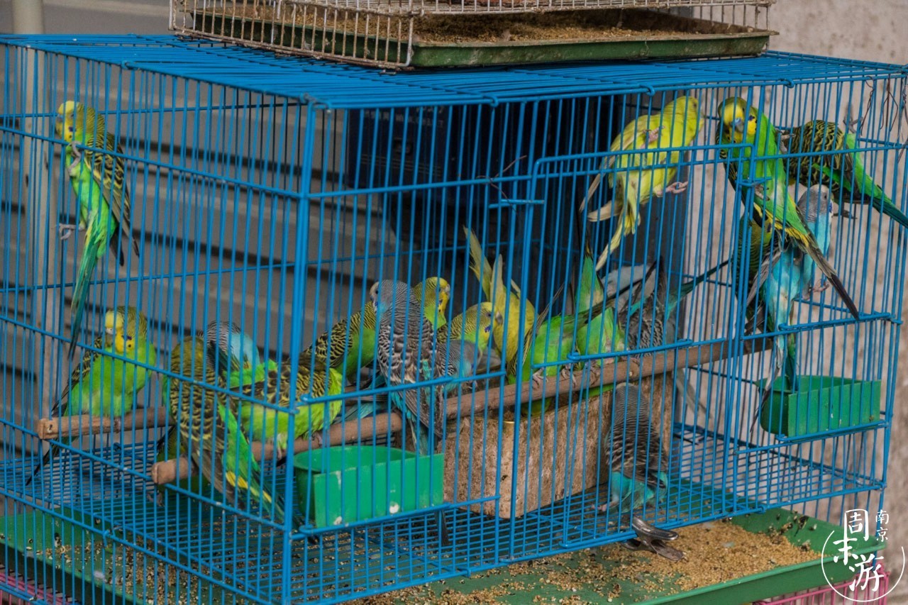 南京市最大的花鸟鱼虫市场在哪里,逛花鸟鱼虫市场的视频