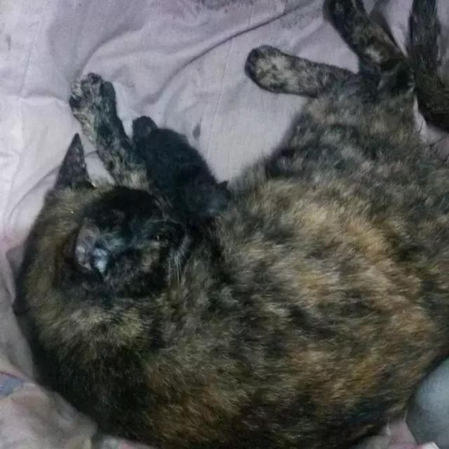 猫咪难产横位表现,猫咪难产的几率有多大