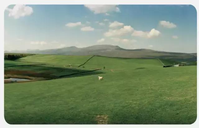 马的两侧眼睛是什么视角,马的眼睛长在两边能看见前面吗