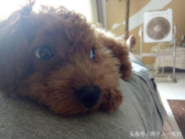 男人花了100块钱买了一只流浪狗,流浪泰迪100元