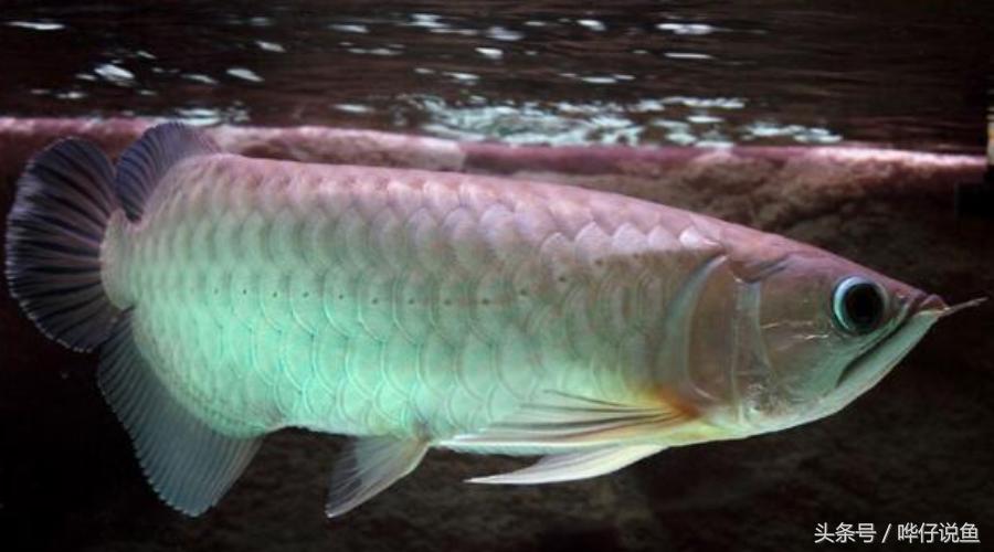 金龙鱼和红龙鱼为啥都便宜了呢,红龙鱼和金龙鱼哪个便宜