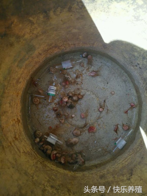 长了瘊子的牛还能养吗,牛身上长瘊子开花怎么处理