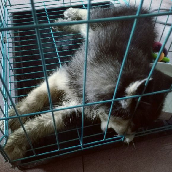 哈士奇幼犬得细小还救吗,哈士奇幼犬得细小是什么样的