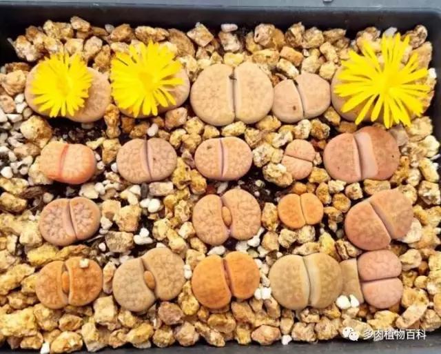 多肉菌类病怎么治,多肉的病虫草害主要有哪些