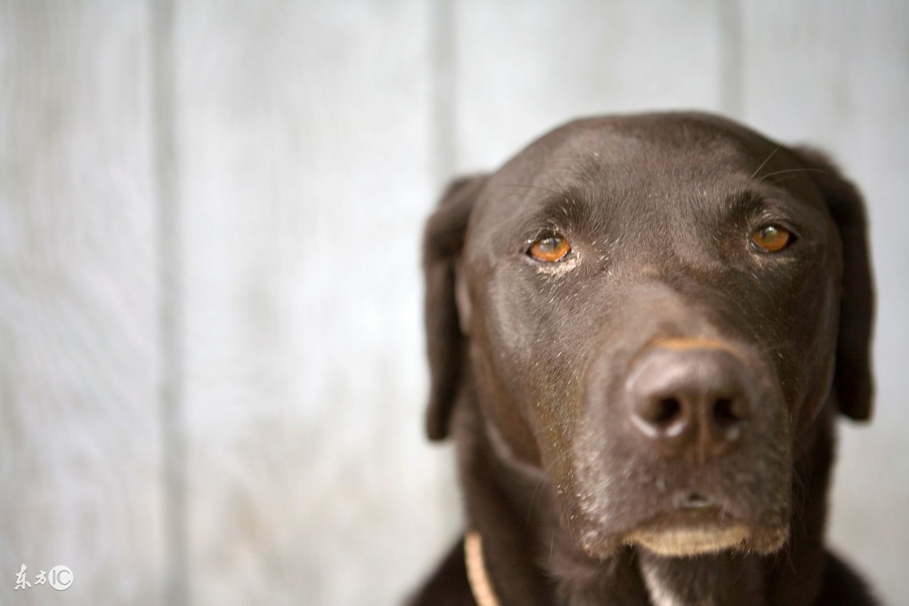 琥珀胆碱偷狗,琥珀胆碱对狗的危害