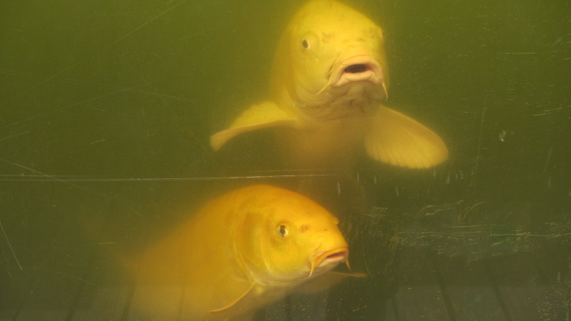 苏州西塘乌镇二日游团从杭州出发,苏州西塘乌镇二日一夜