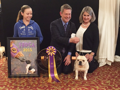 美国akc犬品种大全,法国斗牛犬详情介绍大全