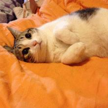 小米mix2尊享版标准版,小米mix2尊享版有限量版吗