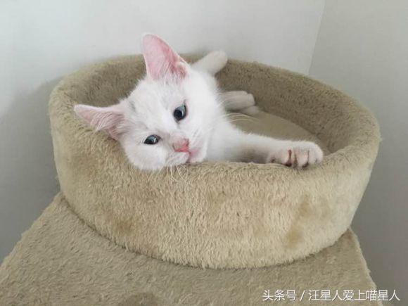 养两只猫咪什么体验,家里养个宠物猫是什么样的感觉