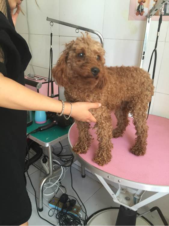 捡了一只流浪狗又脏又臭,捡了一只流浪狗泰迪